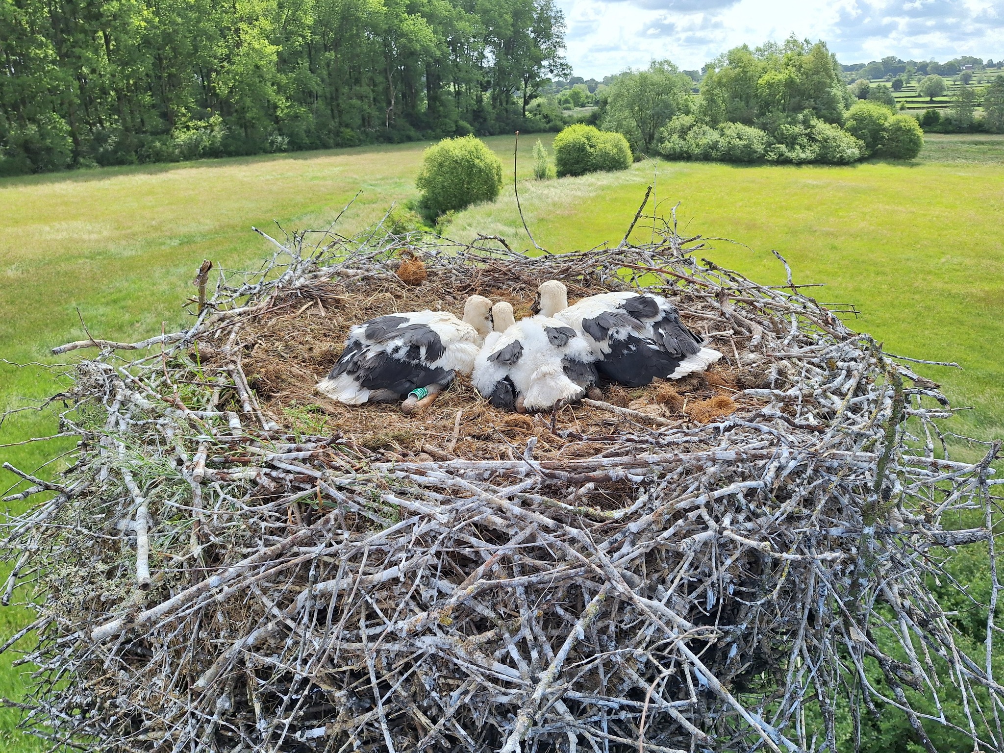 Baguage de cigogneaux dans l'Avesnois